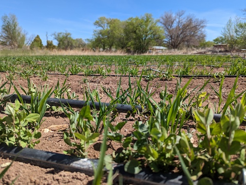 CoverCrop