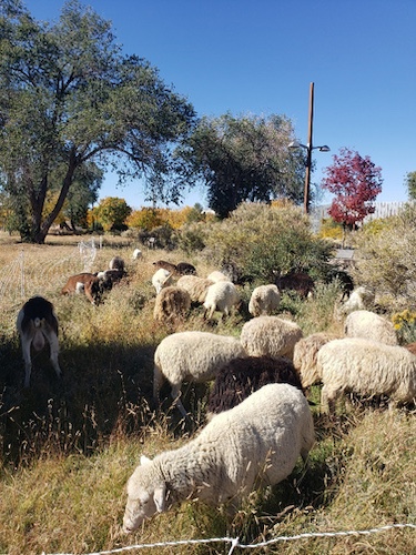 sheep goats