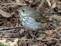 hermit thrush