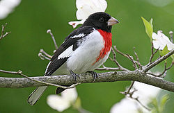 male rose breasted grosbeak photo courtesy of wikipedia