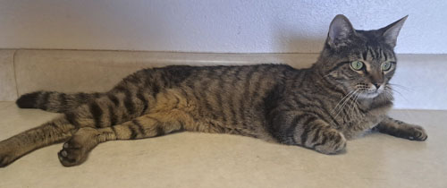 kitty-soft-paws.jpg