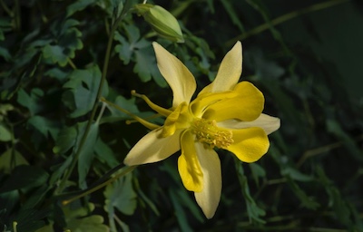 Columbine