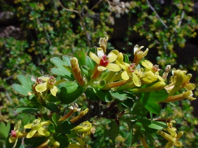 GoldenCurrant