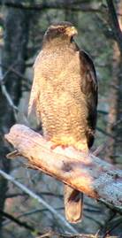 Gosehawk