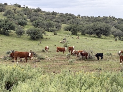 Cows