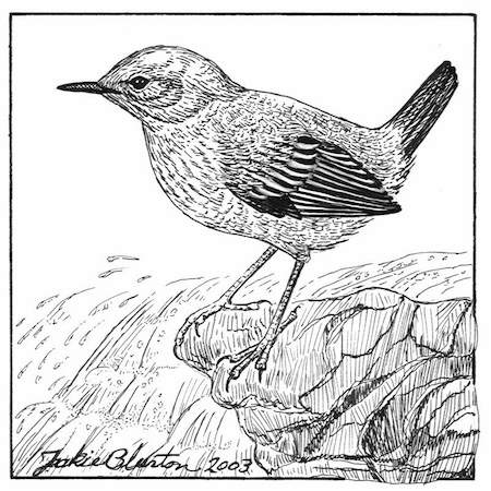 american dipper