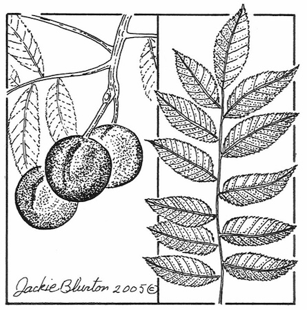 arizona walnut