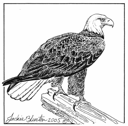 bald eagle 2