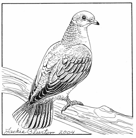 band tailed pigeon