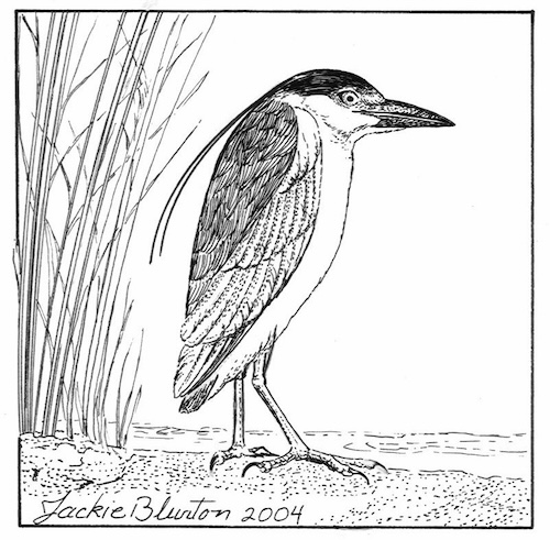 black crowned night heron