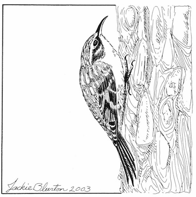 brown creeper