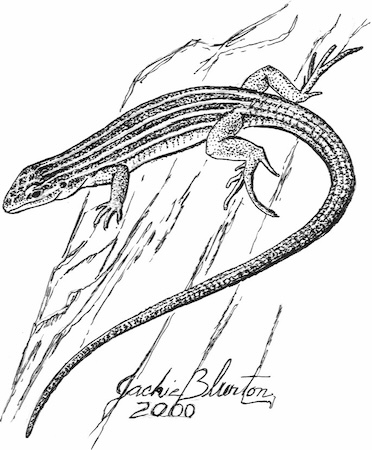cnemidorphorus lizard