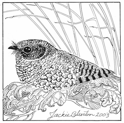 common poorwill 2023 11 06 00 49 13 utc