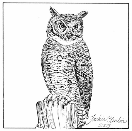 great horned owl