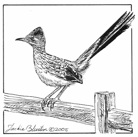 greater roadrunner