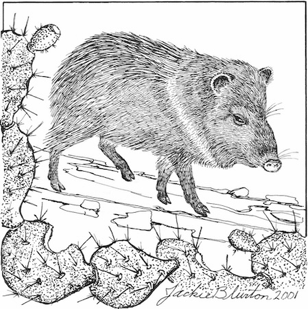 javelina 2023 11 06 00 49 13 utc