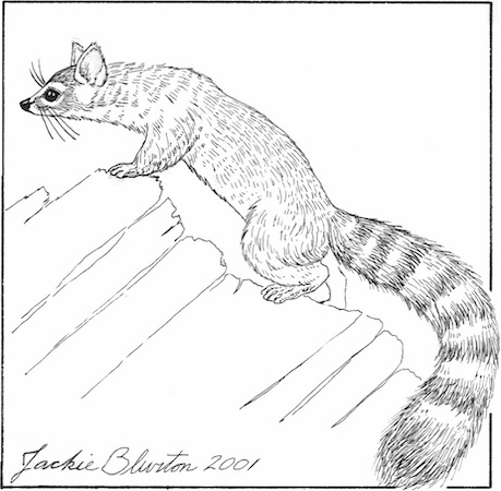 ringtail