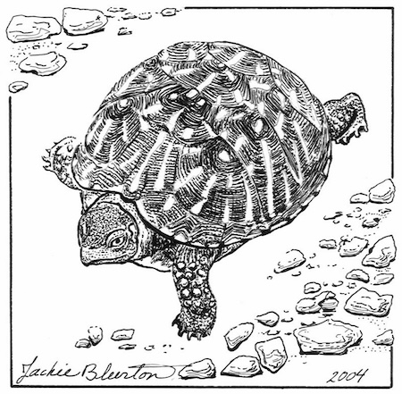 western box turtle