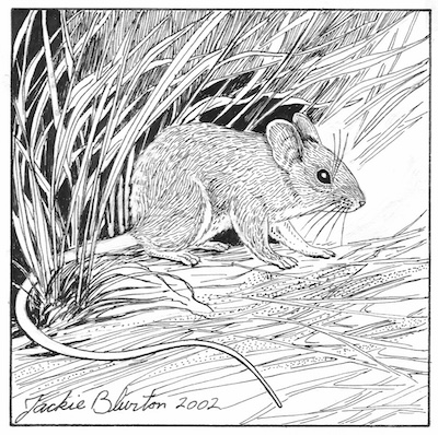 western harvest mouse