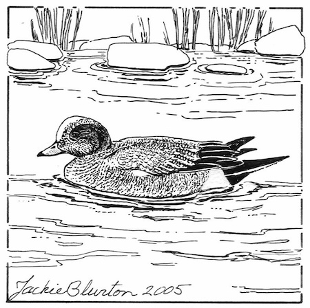 wigeon 2023 11 06 00 49 13 utc