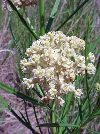 a subverticillata