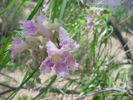 chilopsis linearis