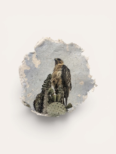 GalapagosHawk