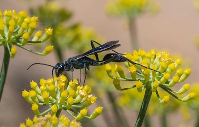 Thread waistedwasp