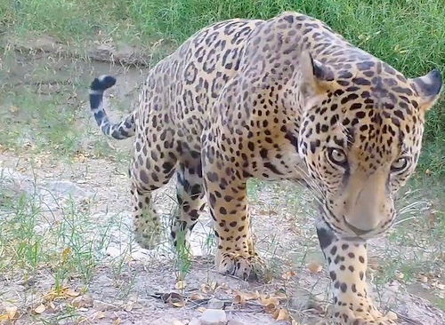jaguar