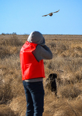 Hunting Pheasant and Sandhill Cranes