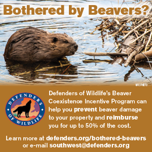 Bothered by Beavers
