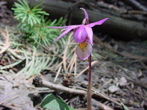 Fairy Slipper Orchid