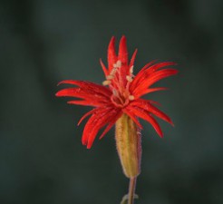 Indian Pink Silene laciniata 9-16 _DSC5638 copy.jpeg