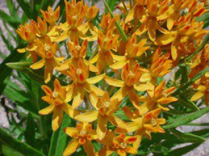 Butterfly Milkweed (Asclepias tuberosa).jpg