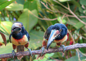 Collared Aracari (2).jpg