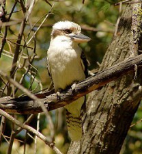 Kookaburra.jpg