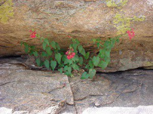 Stachys coccinea.jpg