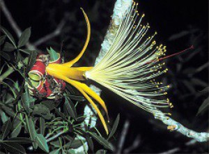 Flower of Adansonia rubrostipa 2.jpg