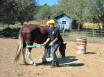 Horse Rescue Workshop