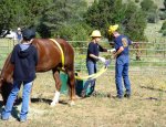 Horse Rescue Workshop
