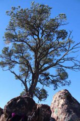 Tree Rock Dedication 112015