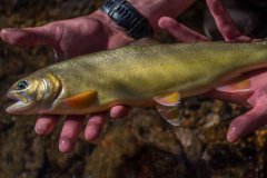 Gila trout flown in by helicopter to stock Mineral Creek