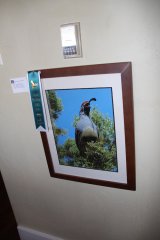 Grant County Art Guild Birds of the Southwest Show 2017