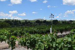 La Esperanza Winery Celebrates 8th anniversary 080517