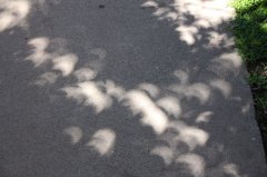 Solar eclipse 082117