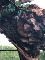 Beekeepers re-home bees