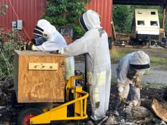 Beekeepers re-home beehive