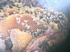 Beekeepers re-home bees