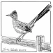 greater roadrunner