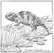 short horned lizard